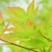 涼やか