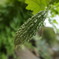 DSC00564