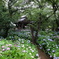 梅雨時の寺院