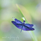 魅惑のBLUE☆.。.:*・