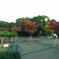 公園の紅葉