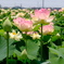 蓮の花