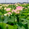 蓮の花  2