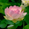 蓮の花  3