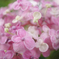紫陽花　43