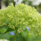 紫陽花　44