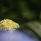 紫陽花ひとつ