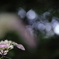 夢の中の紫陽花