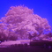 赤外線撮影　桜