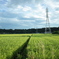 田んぼの風景