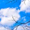 ただの空