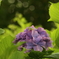 紫陽花蛙