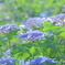 紫陽花