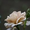 fullsizeoutput_2958