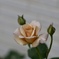 fullsizeoutput_2959