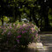 15時　公園の花