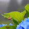 紫陽花の葉裏で雨宿り