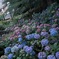 Hydrangea