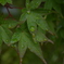 梅雨