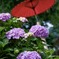 紫陽花と傘
