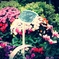 MINI CYCLAMEN