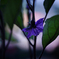 茄子・・・の花　2
