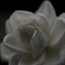 Silky white