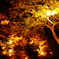 光の紅葉道