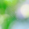 紫陽花と蜘蛛の家