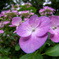 井の頭公園の花