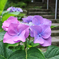 おおきな花びら