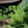 新緑に映える五重の塔