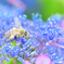 紫陽花の蜂蜜