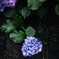 紫陽花2