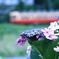 紫陽花越しの景色