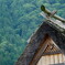 屋根の造形