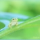 あまちゃんの冒険Ⅱ