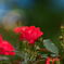 朱色の薔薇