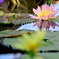 Nymphaea 'Kymberlyn'