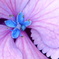 アジサイの花