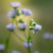 野の花