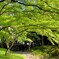 新緑・さんぽみち　厠へ