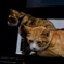 くつろぐ、猫