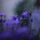 B39AD742-BB4D-403E-9822-D36E6271C75E