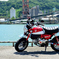 Monkey125