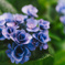紫陽花