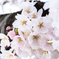 桜９