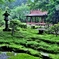 趣の旧竹林院庭園