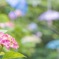 傘の森の紫陽花