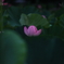 2019年蓮花1